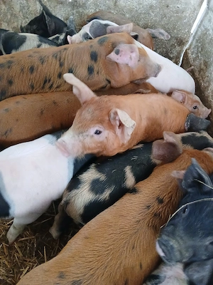 purcei 8 săptămâni 260 lei - imagine 5