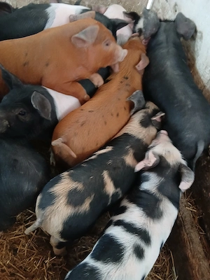 purcei 8 săptămâni 260 lei - imagine 3