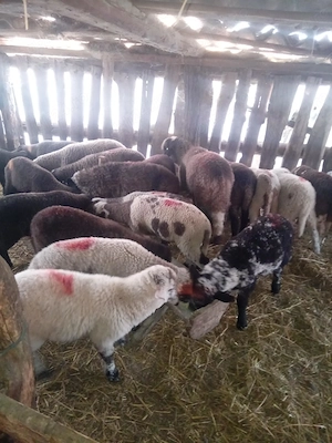 Se vinde miei  - imagine 2