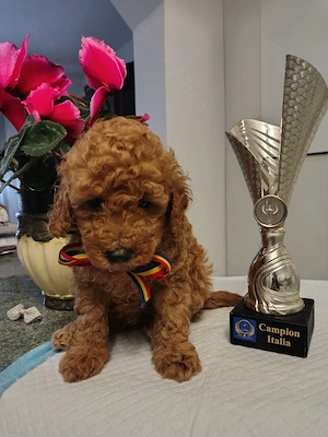 Caniche toy, cu certificat pedigree
