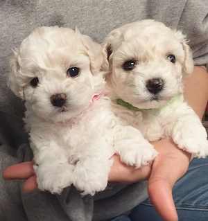 pudel fetițe superbe disponibile  - imagine 2