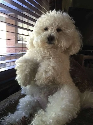 pudel fetițe superbe disponibile  - imagine 3