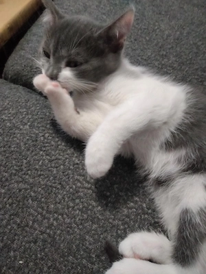 Pui Pisica British x Scottish Fold - imagine 3