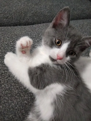 Pui Pisica British x Scottish Fold - imagine 2