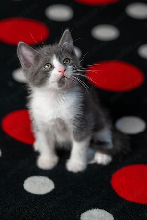 Pui Pisica British x Scottish Fold - imagine 4