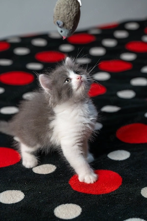 Pui Pisica British x Scottish Fold - imagine 5