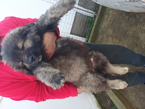 Căței rasa ciobanesc 