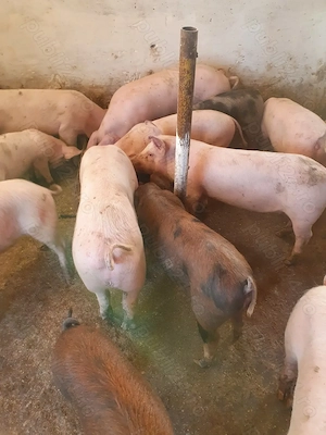 Porci de la 30 kg pana la 70 kg - imagine 2