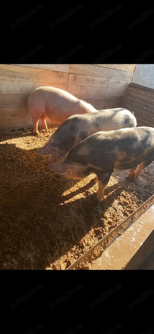 Porci pentru sacrificat - imagine 2