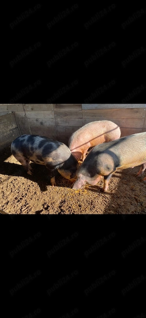 Porci pentru sacrificat - imagine 3