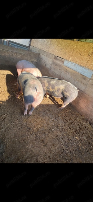 Porci pentru sacrificat