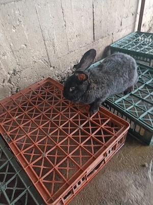 Vând Iepuri  de rasă Belgian  - imagine 2