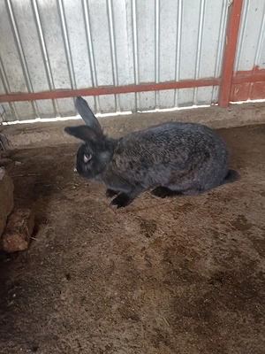 Vând Iepuri  de rasă Belgian  - imagine 3