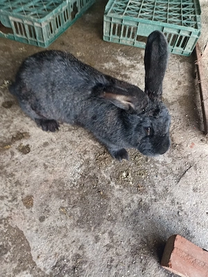 Vând Iepuri  de rasă Belgian  - imagine 4