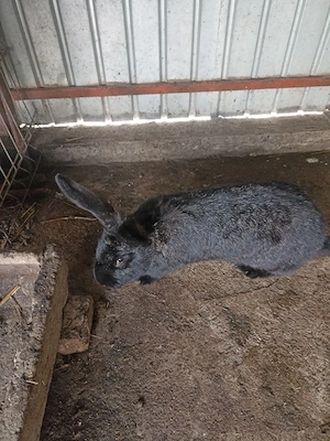 Vând Iepuri  de rasă Belgian  - imagine 5