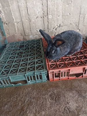 Vând Iepuri  de rasă Belgian 