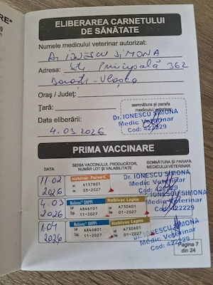 Akita inu superbi isi cauta stăpâni iubitori!Oferta speciala de Paște! - imagine 5