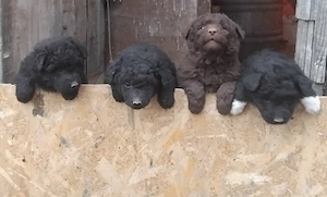 vand catei de intors oile