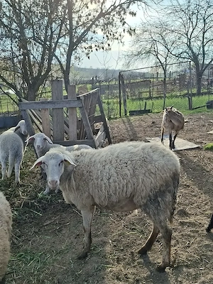 Oaie tanara 2 ani - imagine 3