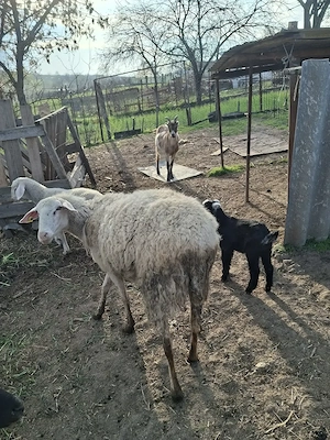 Oaie tanara 2 ani - imagine 2