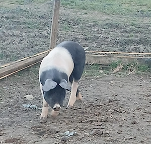 Vier bazna pentru monta