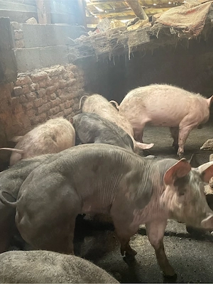 vand porci - imagine 2