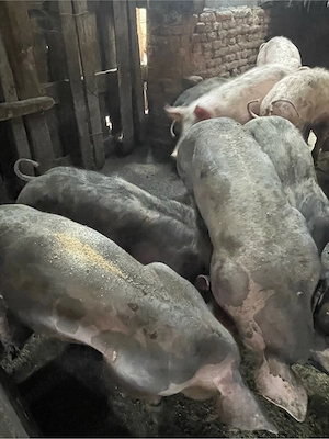 vand porci - imagine 3