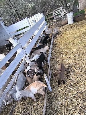 Iezi de vanzare - imagine 2