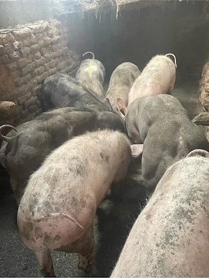 vand porci - imagine 4