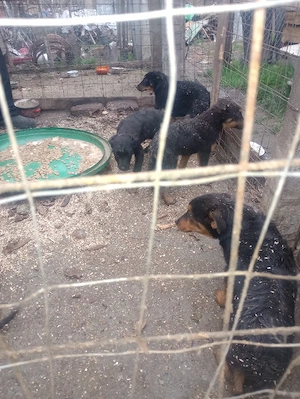 Vânzare câini - imagine 2