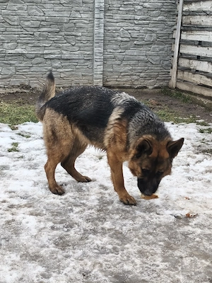 Ciobanesc german schimb cu f foxterier  - imagine 4