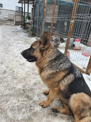 Ciobanesc german schimb cu f foxterier  - imagine 3