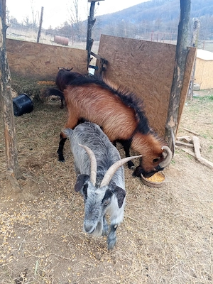 Vand capre - imagine 4