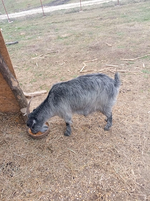 Vand capre - imagine 5