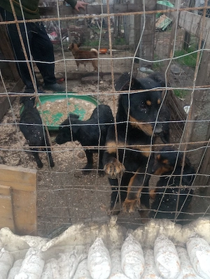 Vânzare câini - imagine 3