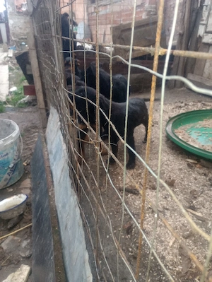 Vânzare câini - imagine 4