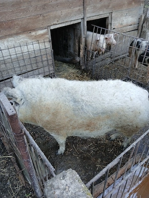 porc mangalita - imagine 3