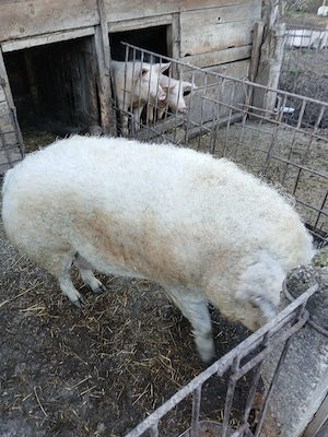 porc mangalita - imagine 2