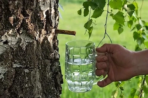 Seva de mesteacan proaspata pe comanda