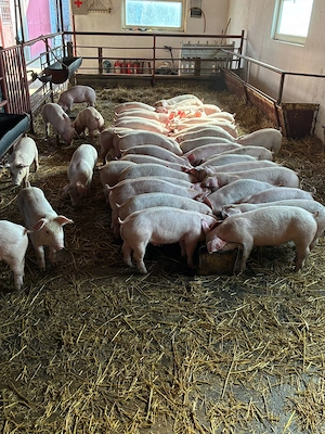 Soldani de carne - imagine 3