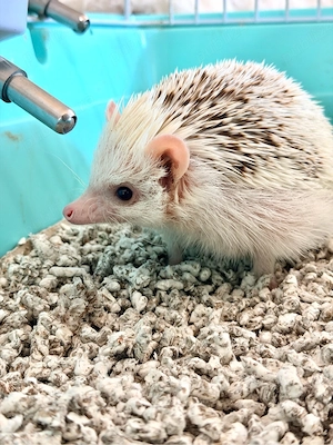 Arici african - imagine 3