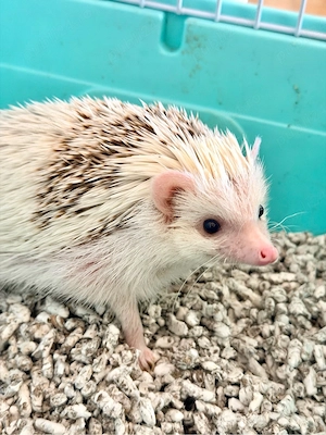 Arici african - imagine 2