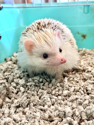 Arici african - imagine 4