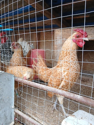 Oua incubat pitice de rasa - imagine 2