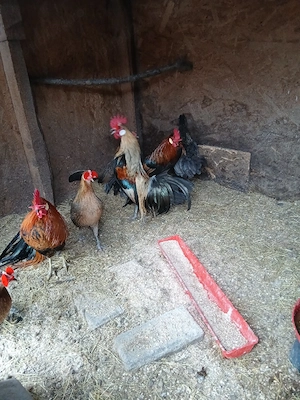 Oua incubat pitice de rasa - imagine 3