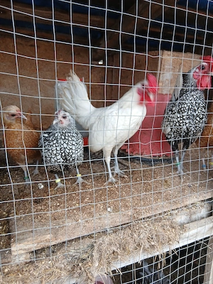 Oua incubat pitice de rasa - imagine 4