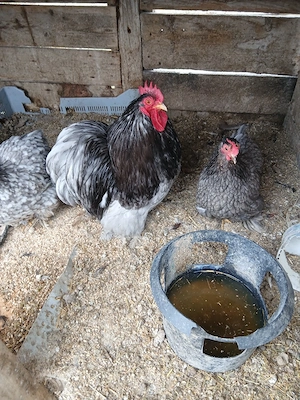 Oua incubat pitice de rasa - imagine 5