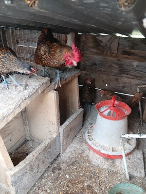 Oua incubat pitice de rasa