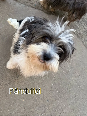 Adoptie Bichoni  - imagine 3