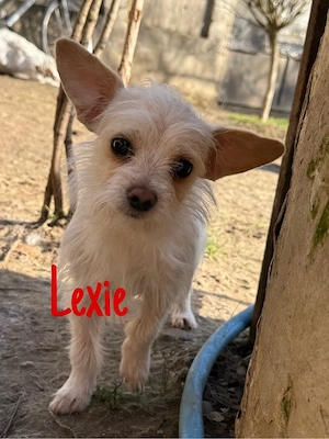 Adoptie Bichoni  - imagine 2